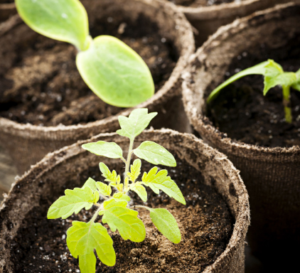 Seedlings