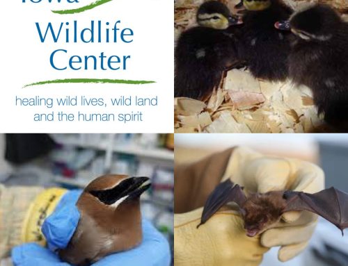 July 2026 Change for Community: Iowa Wildlife Center