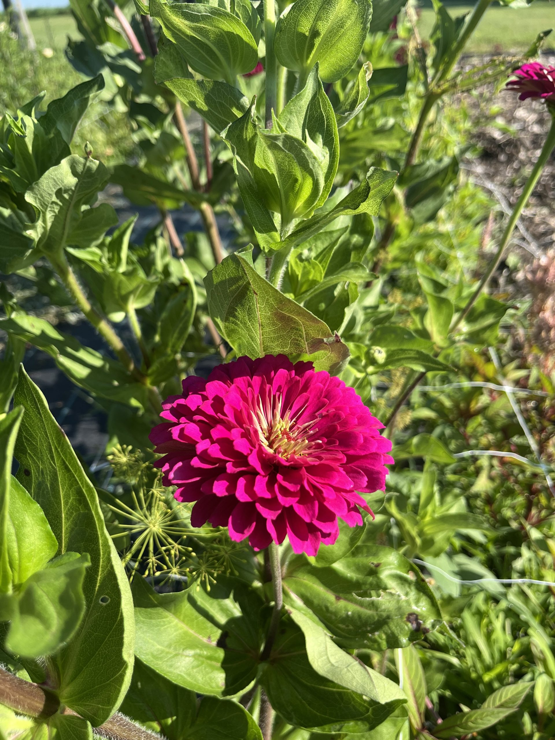 Thistle Yarrrow visit 2