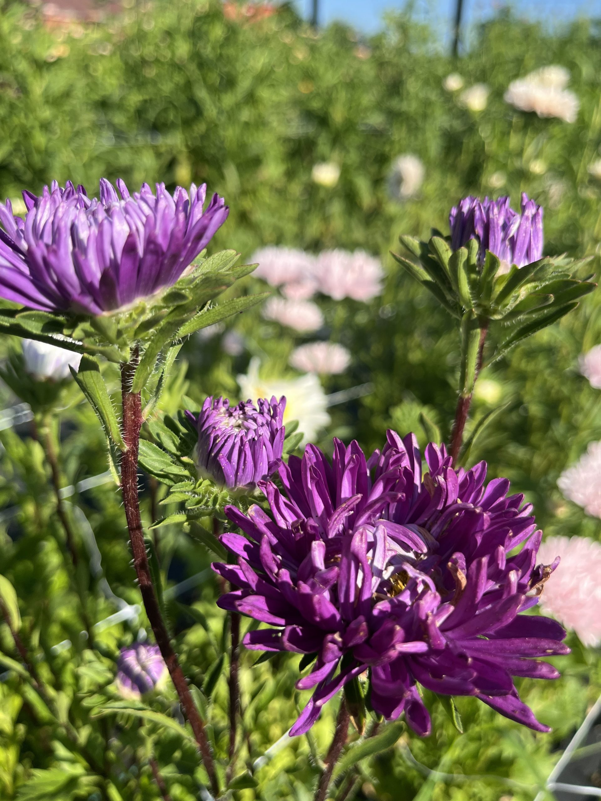 Thistle Yarrrow visit 3