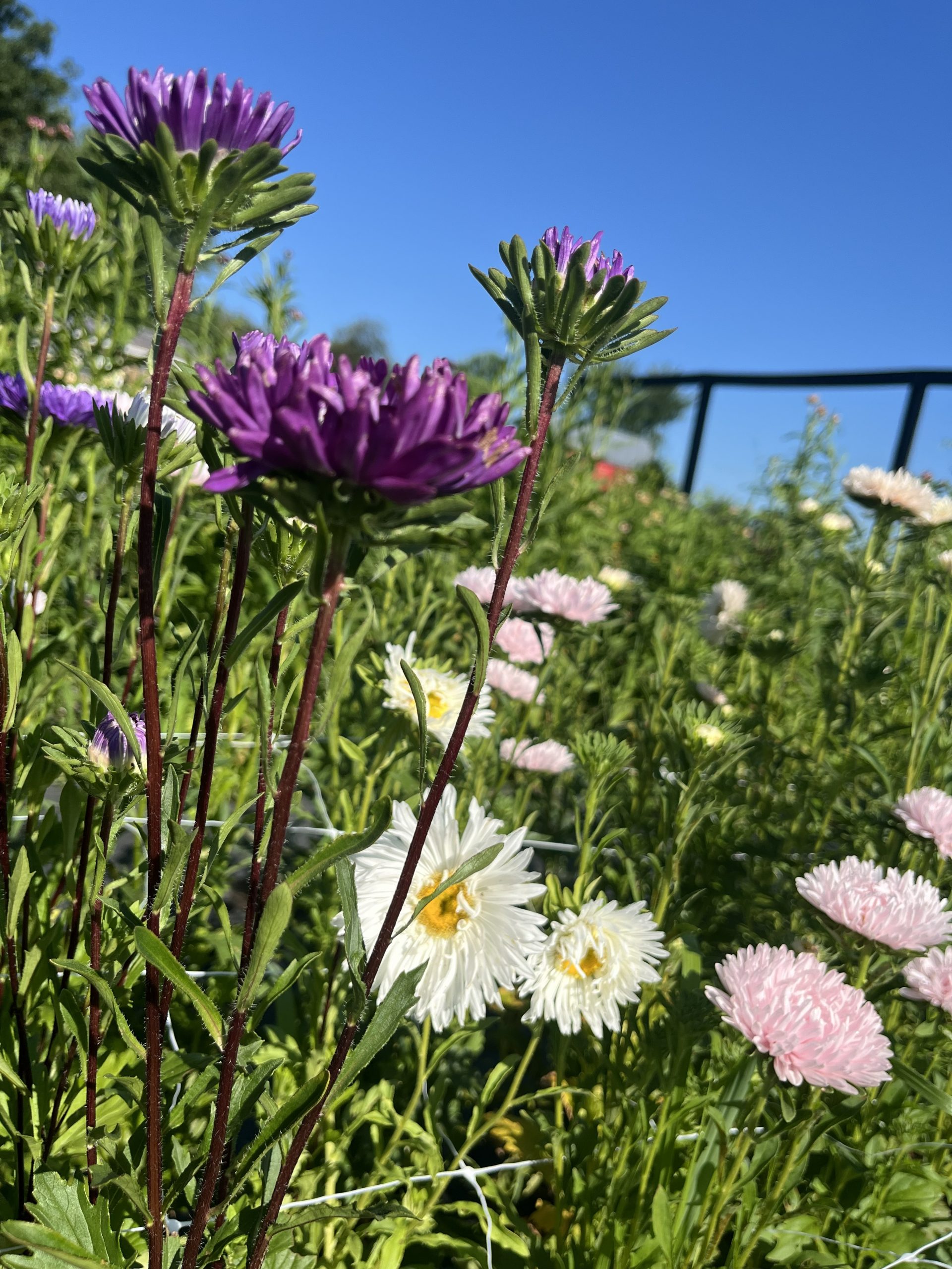 Thistle Yarrrow visit 4