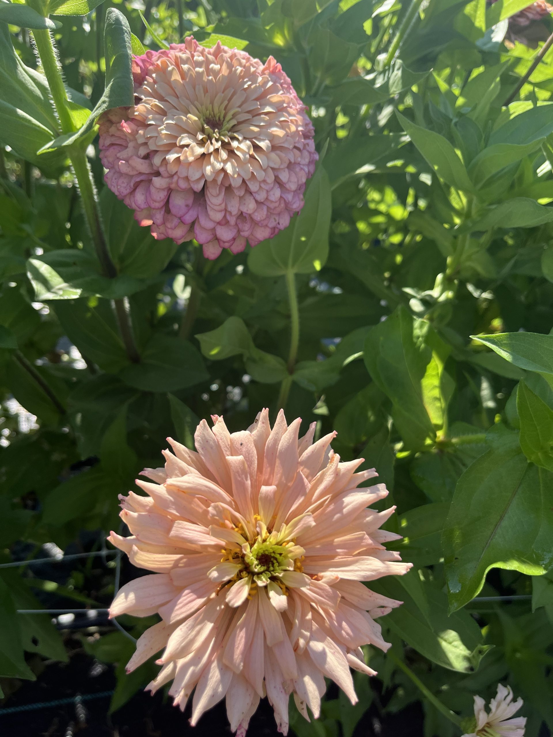 Thistle Yarrrow visit 5