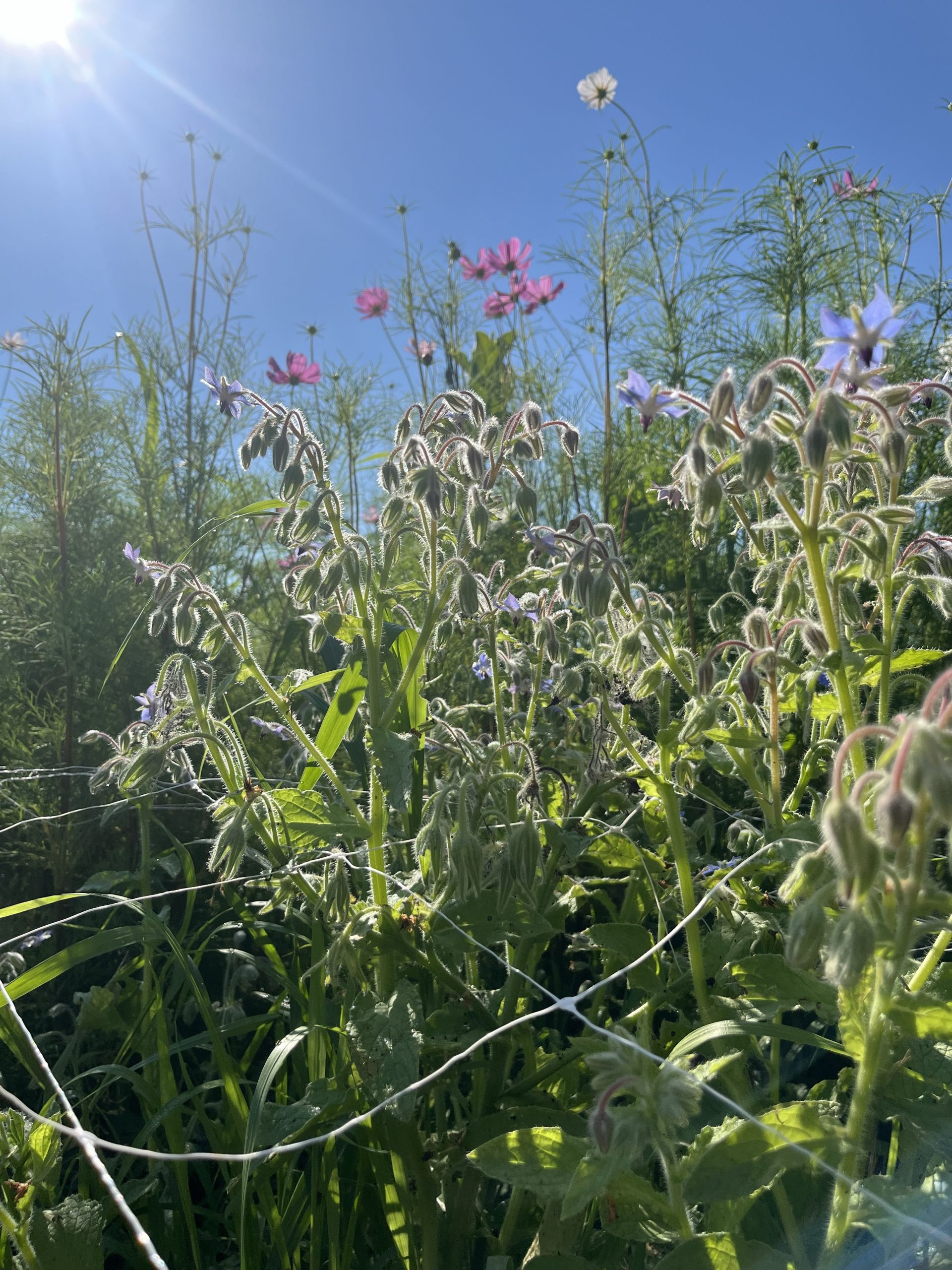 Thistle Yarrrow visit 8