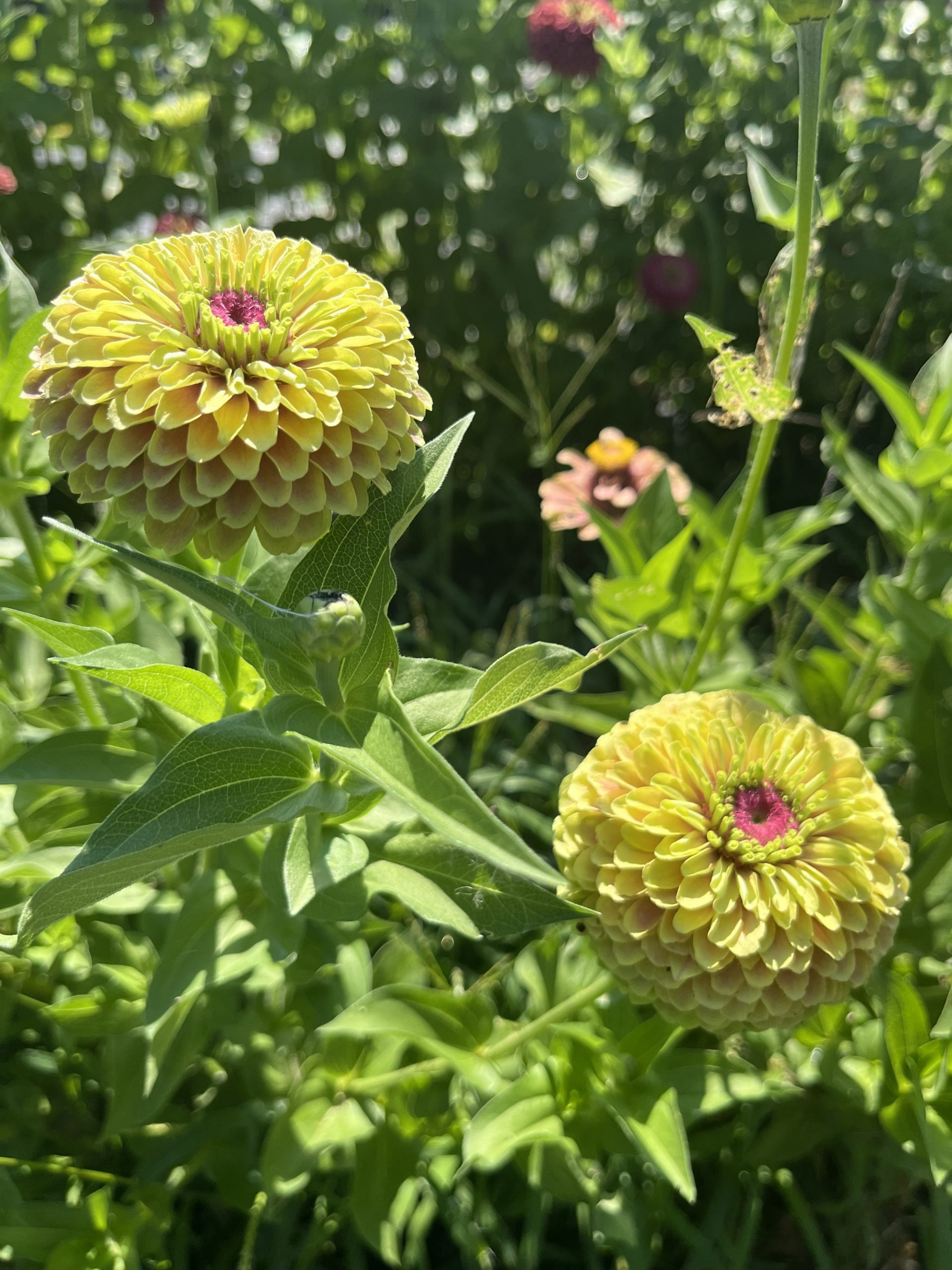 Thistle Yarrrow visit 9