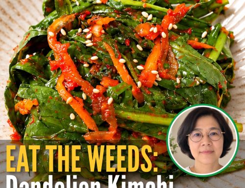 Eat the Weeds: Dandelion Kimchi