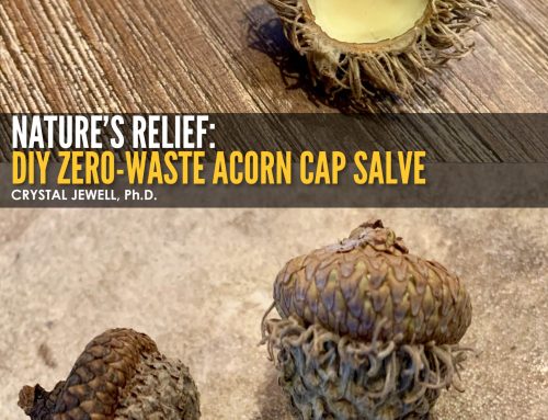 Nature’s Relief: DIY Zero-Waste Acorn Cap Salve